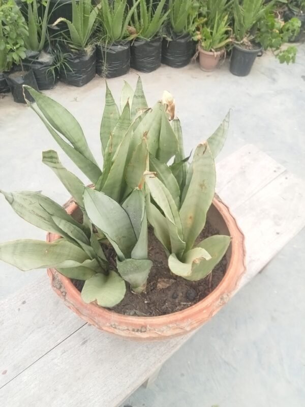 টবে লাগানো স্নেক প্ল্যান্ট, আধুনিক ঘর ও অফিস সাজানোর জনপ্রিয় ইন্ডোর প্লান্ট।