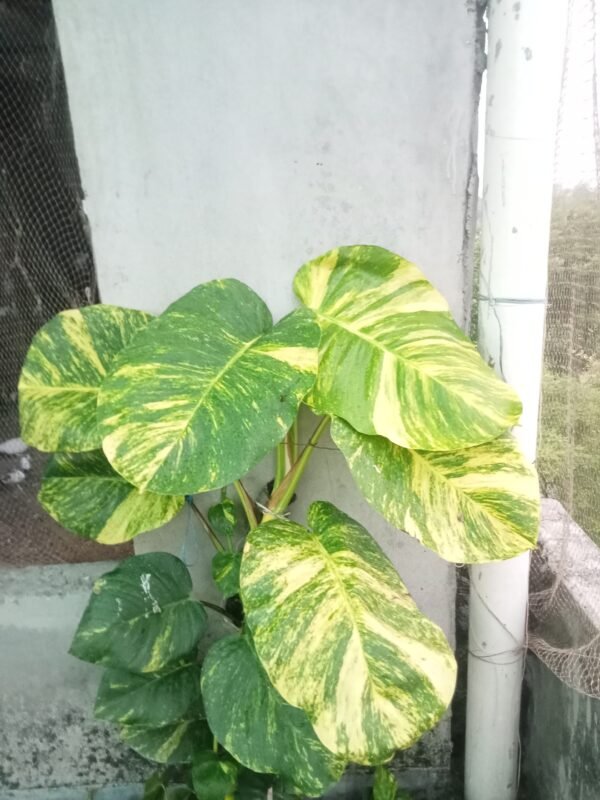 টবে লাগানো সবুজ মানি প্লান্ট, ঘরের সৌন্দর্য বৃদ্ধির জন্য জনপ্রিয় একটি ইন্ডোর গাছ।