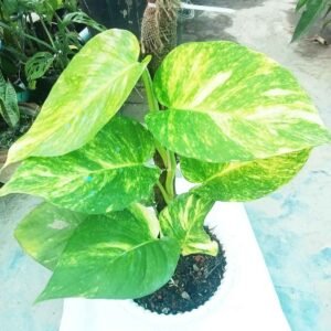 Buy Golden Money Plant Large Leaf online in Bangladesh from Top1Sell.