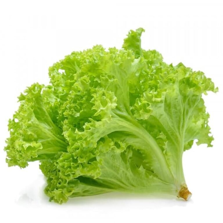 30 Pcs Organic Grand Rapids Lettuce Seeds for Home and Kitchen Garden – Fast Growing Leaf Lettuce