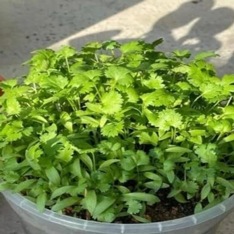 All Season Baromasi Coriander Seeds – 25 gram pack of Dhonia Beej, fresh green coriander seeds for home gardening and all-season cultivation