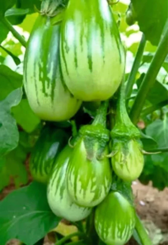 All-Season F1 Hybrid Brinjal Seeds 50 pcs pack – fresh, high-yielding vegetable seeds for gardening and farming