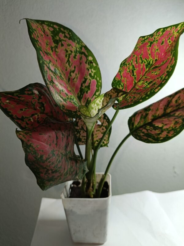 Aglaonema Red (Chinese Evergreen) indoor plant with shiny red-green leaves, perfect for home and office decoration