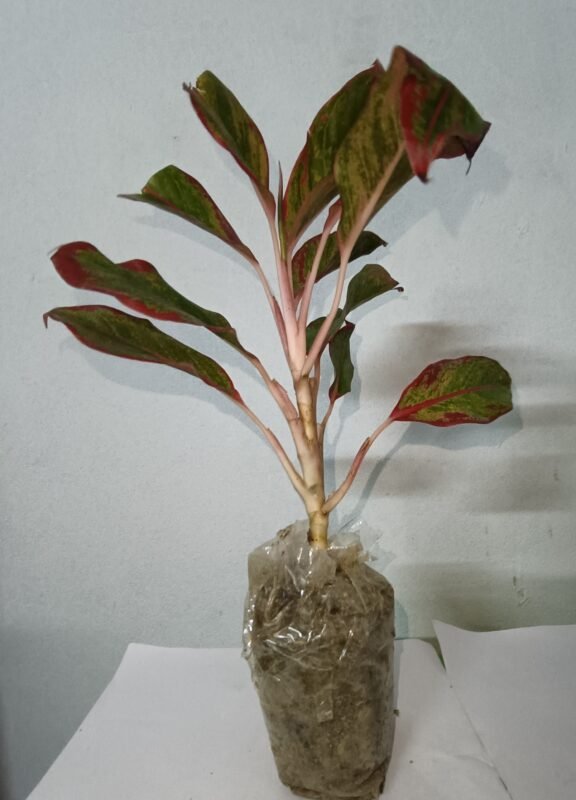 Aglaonema Red indoor decorative plant with vibrant red and green leaves for home and office décor