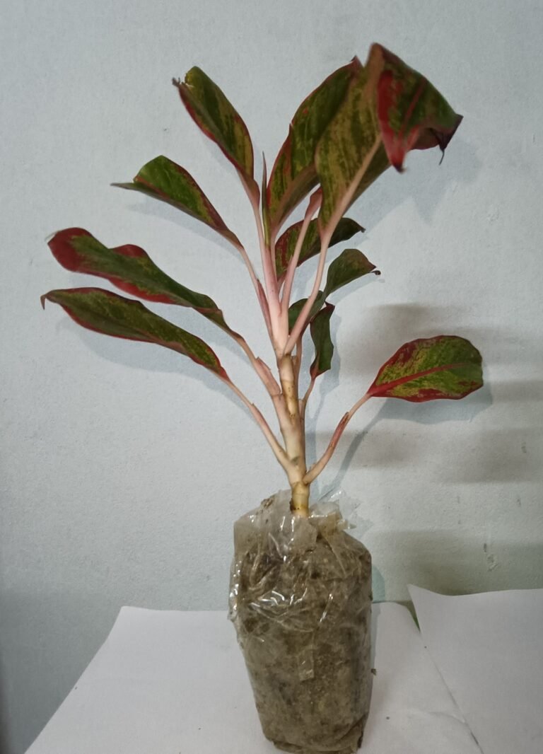 Aglaonema Red indoor decorative plant with vibrant red and green leaves for home and office décor