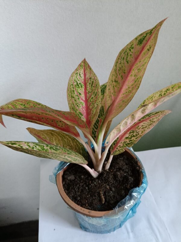 Aglaonema indoor plant with vibrant green leaves