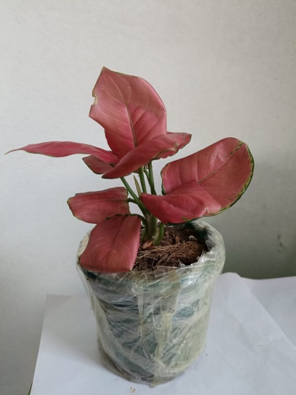 Pink Aglaonema houseplant with green and pink leaves in a white pot