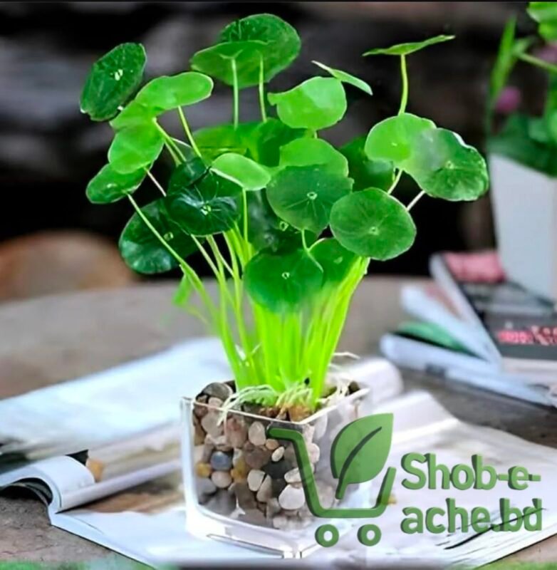 Live Lucky Coin Plant in Pot for Indoor Home Decor