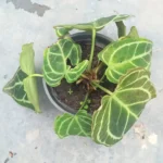 Anthurium Crystallinum Rare Indoor Plant in Bangladesh