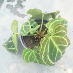 Velvet Leaf Anthurium Crystallinum Plant