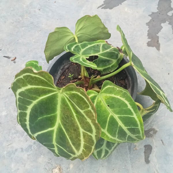 Premium Anthurium Crystallinum Houseplant