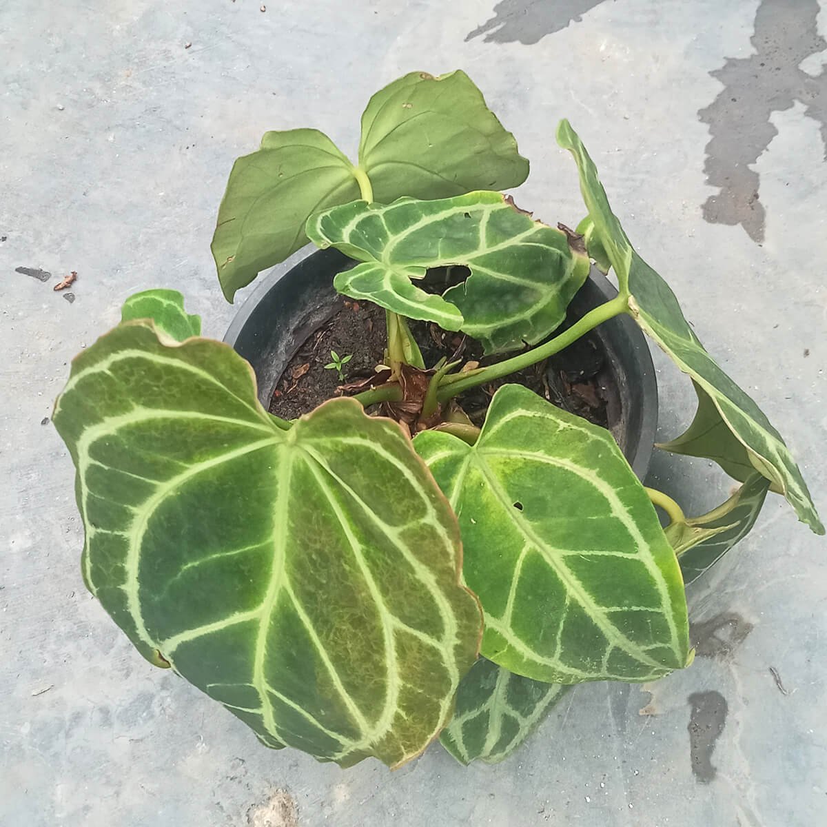 Premium Anthurium Crystallinum Houseplant Premium Anthurium Crystallinum Houseplant