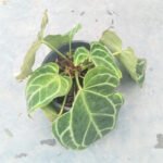 anthurium-crystallinum-rare-aroid-plant.webp