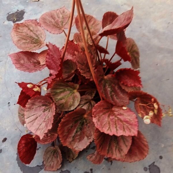 Rex Begonia Plant displayed in a decorative pot for home and office décor