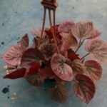 Close-up of textured red and pink leaves on Rex Begonia Plant