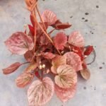 Top view of Rex Begonia Plant with vibrant textured colorful leaves