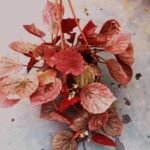 Healthy Rex Begonia Plant with colorful red and pink foliage for indoor decoration