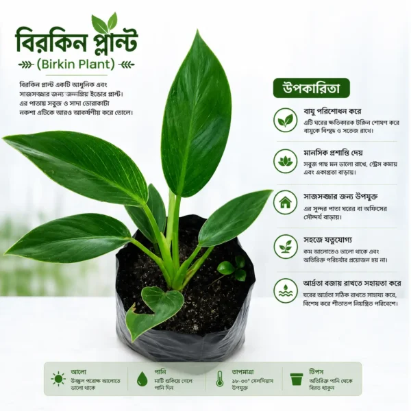 Healthy Birkin Plant (Philodendron Birkin) with beautiful white striped green leaves in a nursery pot.