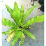 Healthy Bird's Nest Fern Plant (Asplenium nidus) with vibrant green foliage for indoor decoration