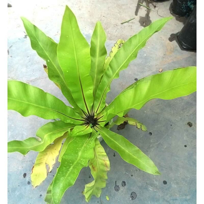 Healthy Bird's Nest Fern Plant (Asplenium nidus) with vibrant green foliage for indoor decoration