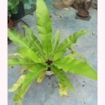 Premium Bird's Nest Fern Plant for home and office decoration in Bangladesh