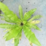 Large Bird's Nest Fern Plant with fresh green leaves in nursery pot