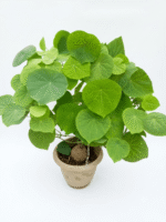 Stephania pierrei erecta caudex plant in a pot