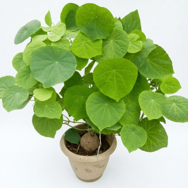 Stephania pierrei erecta caudex plant in a pot