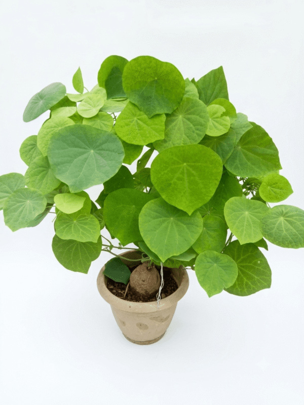 Stephania pierrei erecta caudex plant in a pot