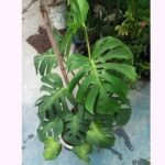 Giant Big Size Monstera Borsigiana available in Bangladesh