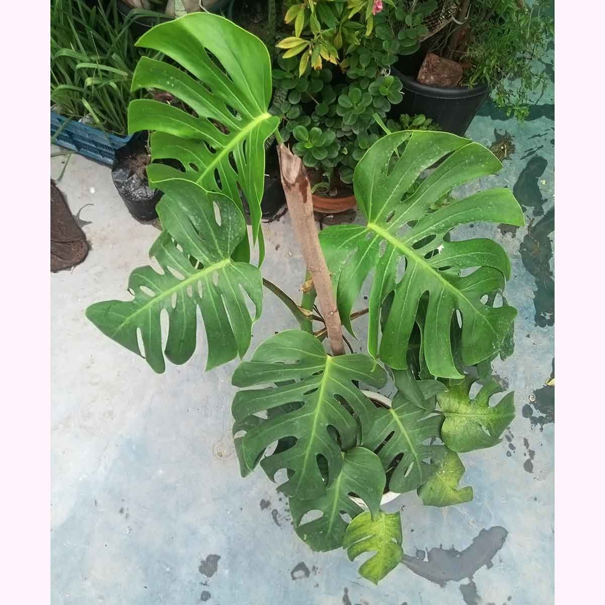 Premium Giant Monstera Plant Premium Giant Monstera Borsigiana in decorative pot