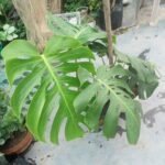 Healthy Monstera Borsigiana plant for home decoration
