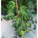 Giant Big Size Monstera Borsigiana Plant with large split leaves