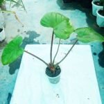 Homalomena Plant Price in Bangladesh | Buy Online | Top1sell - Image 2