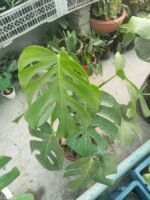 Healthy Monstera Borsigiana indoor plant in decorative pot for home and office decoration in Bangladesh