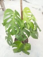 Monstera Borsigiana Indoor Plant in Bangladesh | Healthy Swiss Cheese Plant | Top1Sell - Image 3