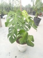 Monstera Borsigiana Indoor Plant in Bangladesh | Healthy Swiss Cheese Plant | Top1Sell - Image 4