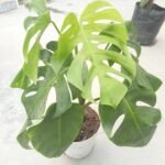 Healthy Monstera Borsigiana indoor plant in decorative pot for home and office decoration in Bangladesh