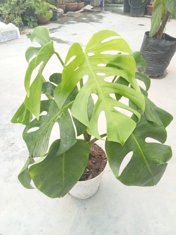 Healthy Monstera Borsigiana indoor plant in decorative pot for home and office decoration in Bangladesh