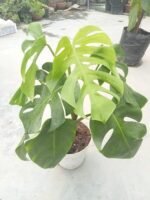 Healthy Monstera Borsigiana indoor plant in decorative pot for home and office decoration in Bangladesh