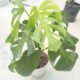 Healthy Monstera Borsigiana indoor plant in decorative pot for home and office decoration in Bangladesh