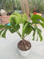 Monstera Borsigiana Indoor Plant in Bangladesh | Healthy Swiss Cheese Plant | Top1Sell - Image 6