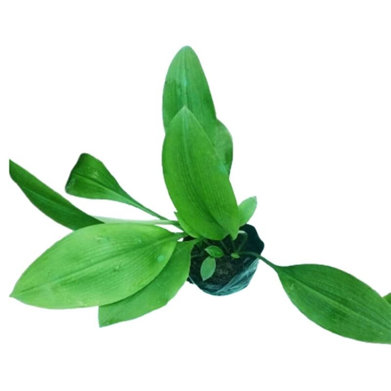 Healthy Foring Lily Plant with broad green leaves growing in a nursery bag, ideal for home and rooftop gardens in Bangladesh.