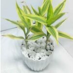 Lucky bamboo indoor plants in glass vases on wooden tables for room decor