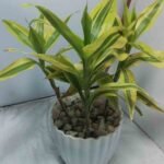 Lucky bamboo indoor plants in glass vases on wooden tables for room decor