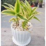 Lucky bamboo indoor plants in glass vases on wooden tables for room decor