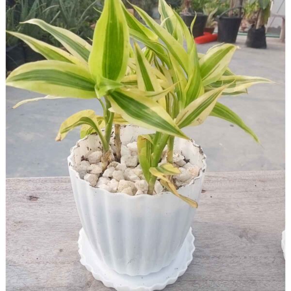 Lucky bamboo indoor plants in glass vases on wooden tables for room decor