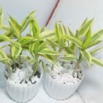 Lucky bamboo indoor plants in glass vases on wooden tables for room decor