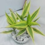 Lucky Bamboo for Desk & Table Decoration indoor Plants, Top1sell - Image 7
