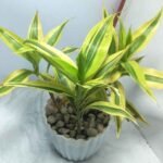 Lucky bamboo indoor plants in glass vases on wooden tables for room decor